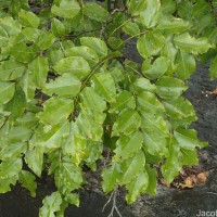 Cassia fistula L.